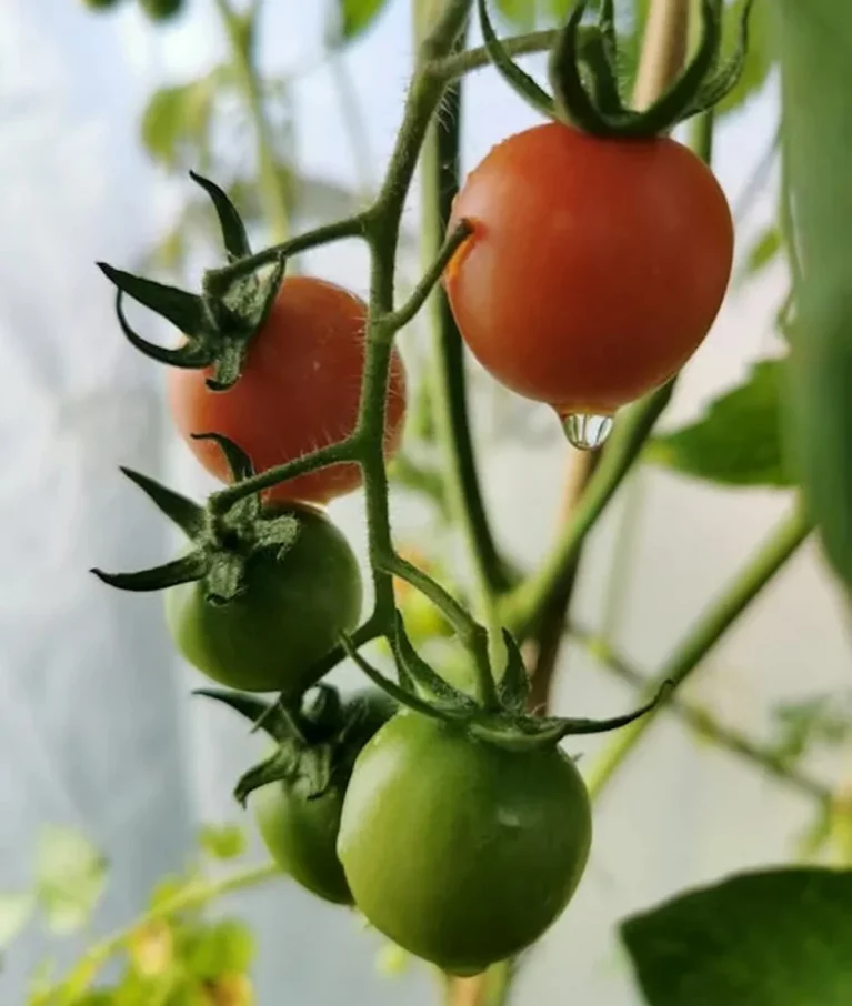 Organic farms avoid toxic inputs, improve soil health, grow clean, sustainable food that supports nature.