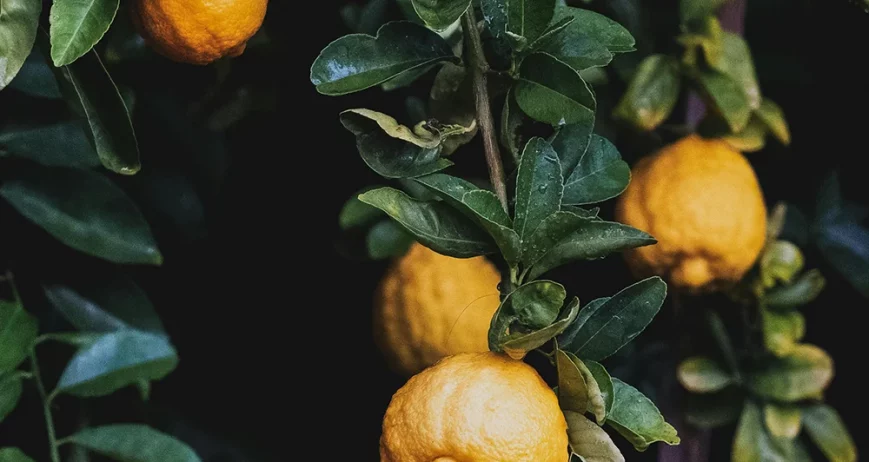 Ballan wrasse climbing gourami amur pike Arctic char, steelhead