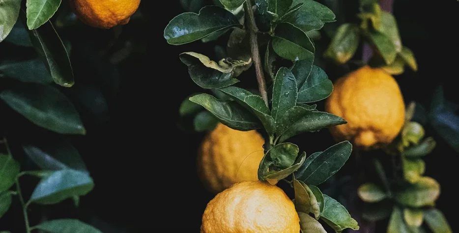 Ballan wrasse climbing gourami amur pike Arctic char, steelhead