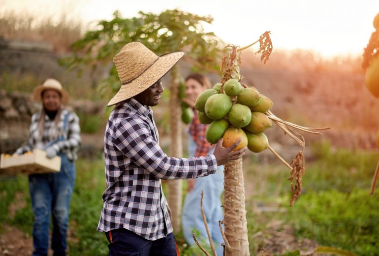 Herbaila’s dried fruits are a celebration of nature’s sweetness, carefully sourced from trusted local farmers and growers around the world. Each fruit is harvested at its peak ripeness to preserve its vibrant flavor, natural color, and wholesome nutrients.
