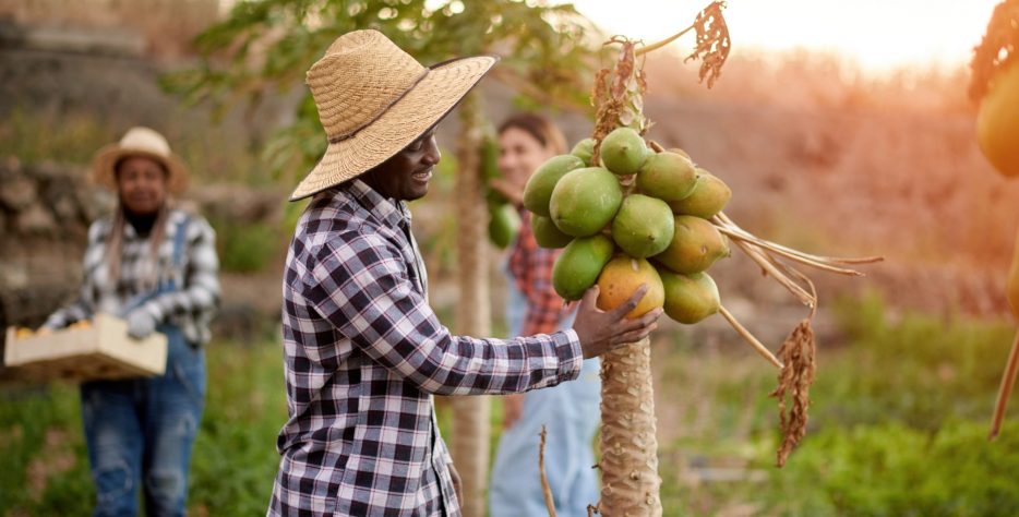 Herbaila’s dried fruits are a celebration of nature’s sweetness, carefully sourced from trusted local farmers and growers around the world. Each fruit is harvested at its peak ripeness to preserve its vibrant flavor, natural color, and wholesome nutrients.